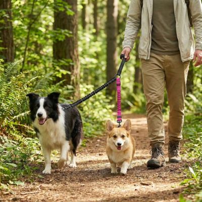 promenade en forêt avec double laisse pour chien