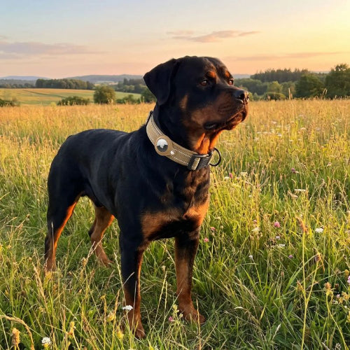 rottweiler dans herbe porte collier gps chien