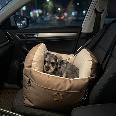 schnauzer dort dans siege auto chien brun