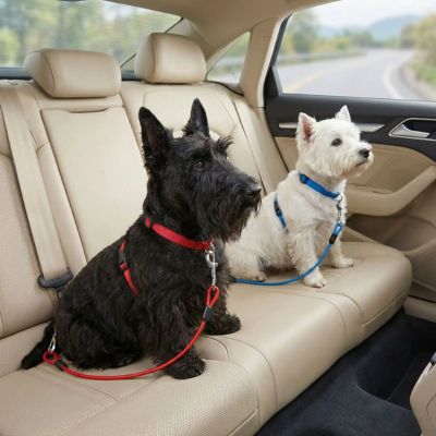 scottish et westie avec ceinture de sécurité pour chien