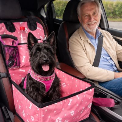 scottish terrier dans siege auto chien