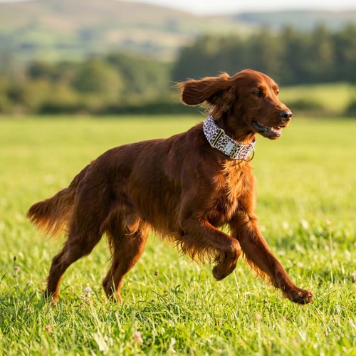 setter irlandais avec collier chien leopard court
