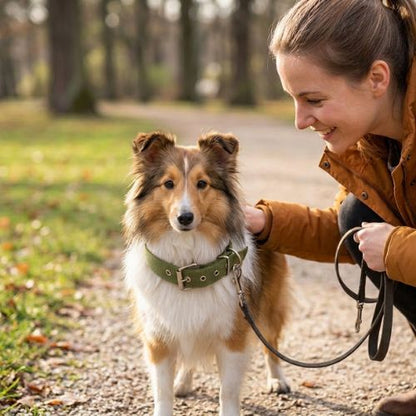 shetie en promenade porte collier plat pour chien kaki