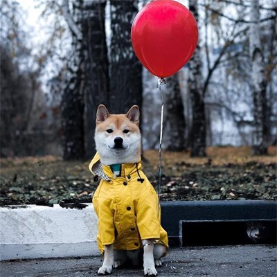 shiba inu avec ballon porte manteau imperméable pour chien