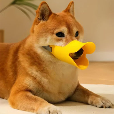 shiba inu calme avec muselière chien jaune