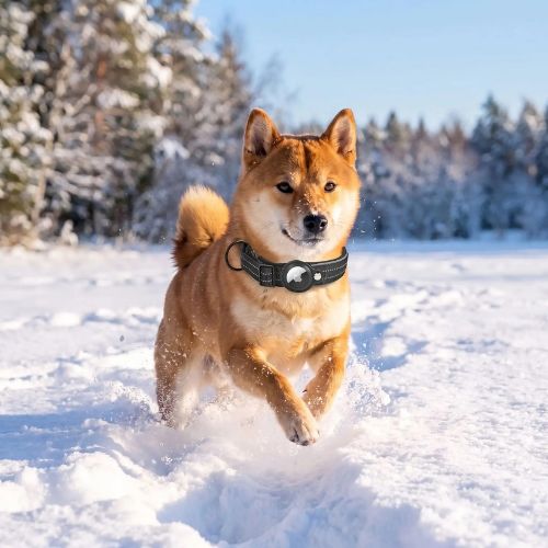 shiba inu court dans neige avec collier gps chien