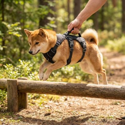shiba inu porte harnais chien noir tenu par poignée