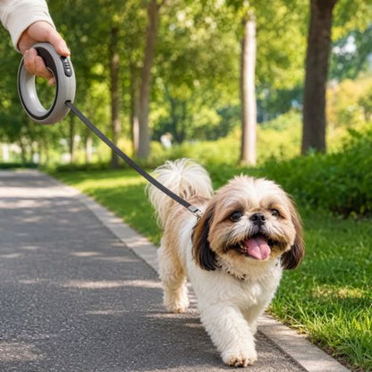 shih tzu en balade avec laisse pour chien anneau