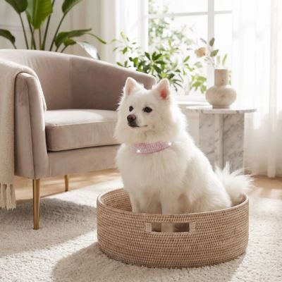 spitz blanc porte collier petit chien cristal