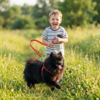 spitz court avec harnais pour petit chien rouge
