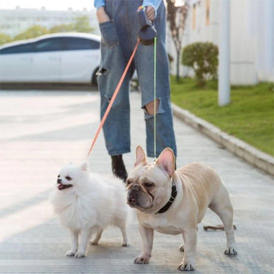 spitz et bouledogue avec double laisse pour chien rétractable