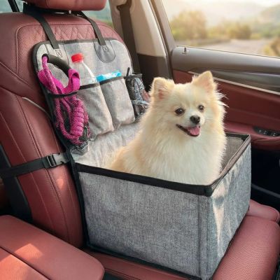 spitz heureux dans siege auto chien
