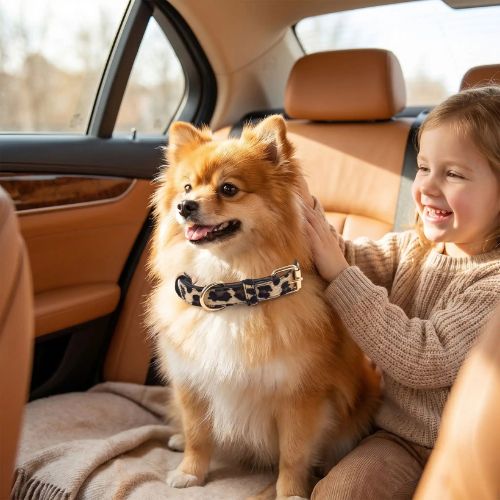 spitz porte collier pour chien léopard avec fillette dans voiture