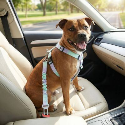 staffie avec ceinture de securite pour chien vert et violet