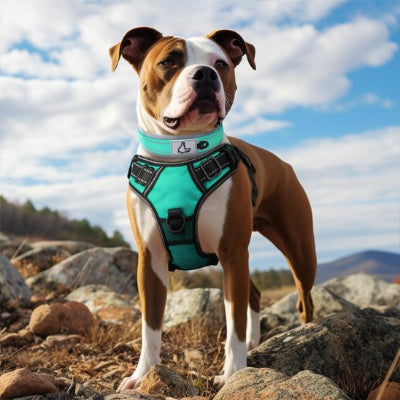 staffie avec collier chien vert neoprène scrute horizon