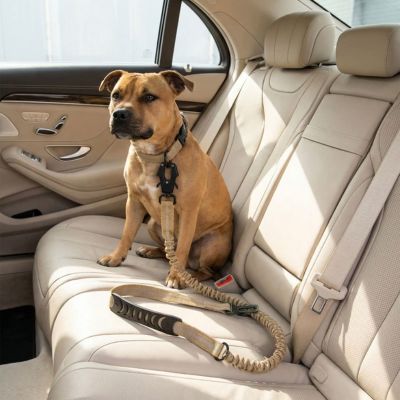 staphie dans voiture avec laisse pour chien mousqueton kaki