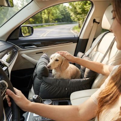 teckel heureux dans siege auto chiens
