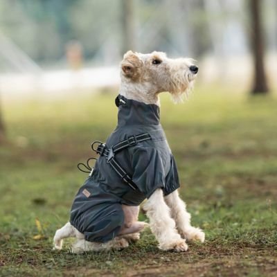 terrier assis porte manteau imperméable pour chien gris
