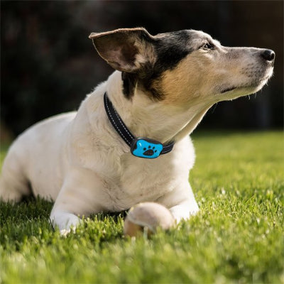 terrier dans herbe porte collier de dressage pour chien