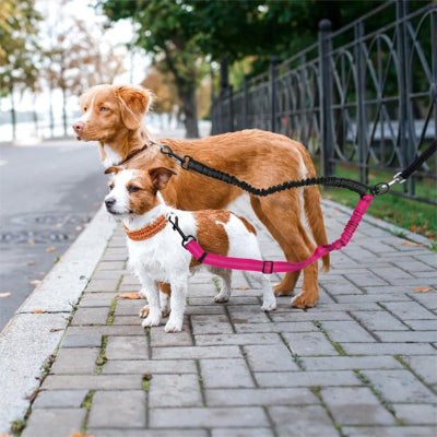 terrier et épagnol avec double laisse pour chien