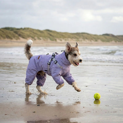 terrier porte manteau imperméable pour chien violet joue sur plage