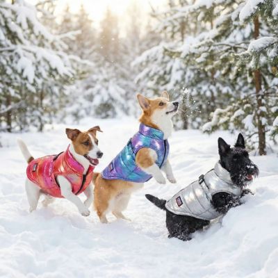 trois chiens jouent dans neige portent manteau chien imperméable
