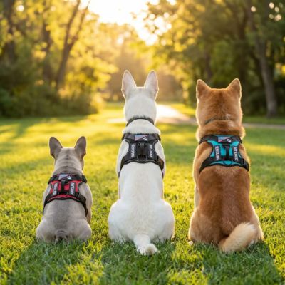 trois couleurs harnais chien patch vue de dos