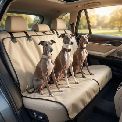 trois lévriers assis sur protection voiture chien beige