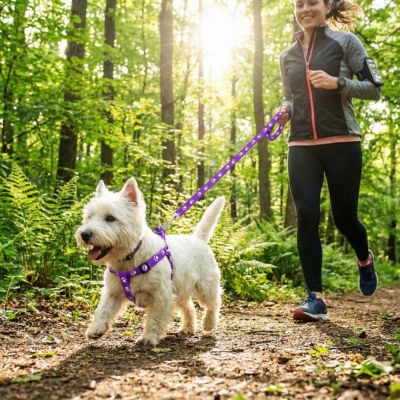 westie court dans bois avec harnais pour petit chien violet