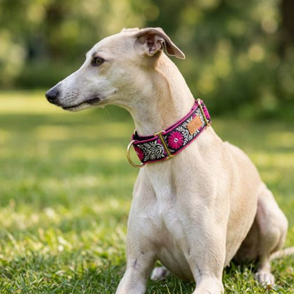 whippet assis dans herbe porte collier chien