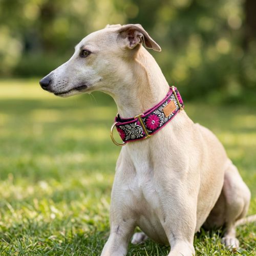 whippet assis dans herbe porte collier chien