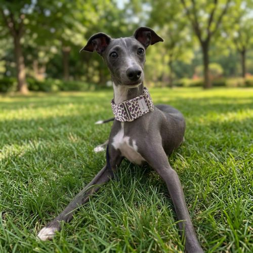 whippet dans herbe porte collier chien léopard