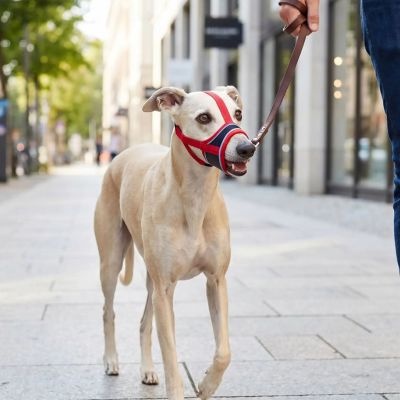 whippet porte muselière pour chien couleur rouge