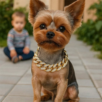 yorkshire avec collier pour chien bijoux